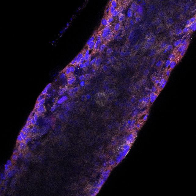 Microscopy image of kidney organoids used for segmentation